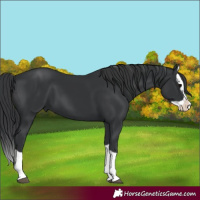 Horse Color:Black Splash 