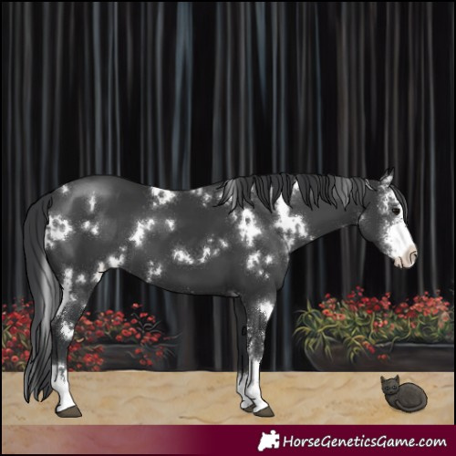 Horse Color:White Spotted Black Sabino 