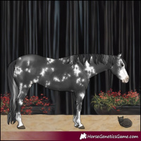 Horse Color:White Spotted Black Sabino 