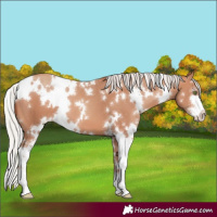 Horse Color:White Spotted Silver Sable Champagne Sabino