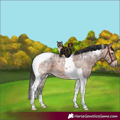 Horse Color:Bay Ice Roan Tobiano 