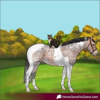 Horse Color:Bay Ice Roan Tobiano 