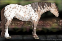 Horse Color:Amber Champagne Leopard  and Amber Champagne Near Leopard 