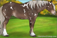 Horse Color:White Spotted Liver Chestnut Mushroom Sabino 