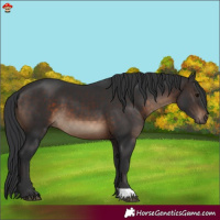 Horse Color:Brown 