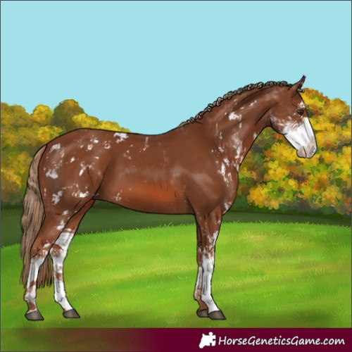 Horse Color:Chestnut Sabino 