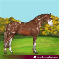 Horse Color:Chestnut Sabino 