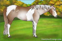 Horse Color:Gray Palomino Splash Tobiano Appaloosa Rabicano 