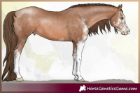 Horse Color:Brown Pearl Sabino