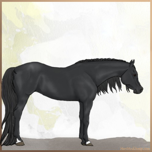 Horse Color:Black 