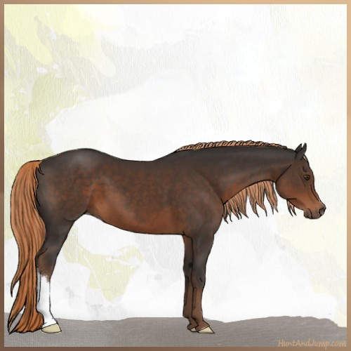 Horse Color:Liver Chestnut 
