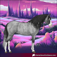 Horse Color:Blue Roan Splash 