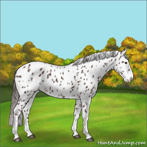 Horse Color:Liver Chestnut Sabino Splash Appaloosa  and Liver Chestnut Sabino Splash Appaloosa 
