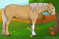 Horse Color:Palomino 
