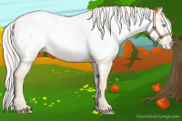 Horse Color:Cremello Appaloosa 