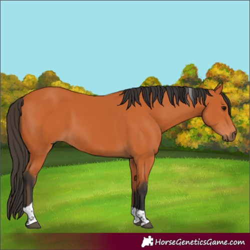 Horse Color:Bay Tobiano 