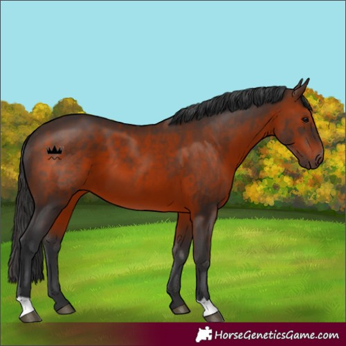 Horse Color:Brown 