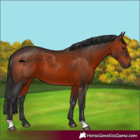 Horse Color:Brown 