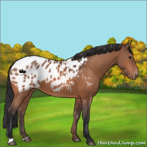 Horse Color:Bay Appaloosa 