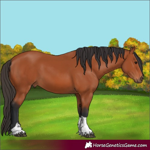 Horse Color:Bay Tobiano 