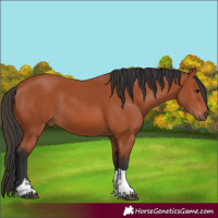 Horse Color:Bay Tobiano 