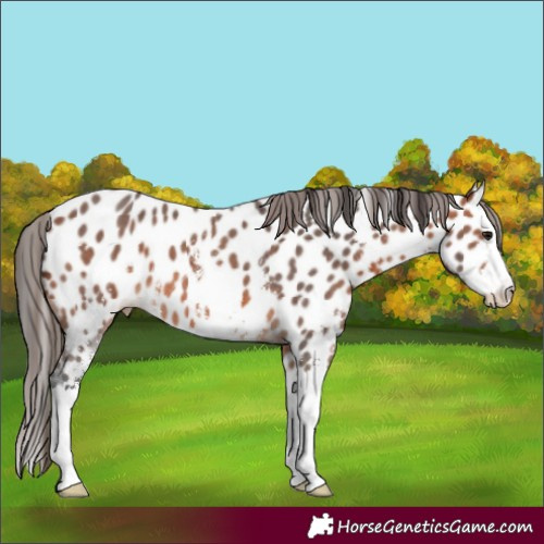 Horse Color:Bay Sabino Splash Appaloosa 