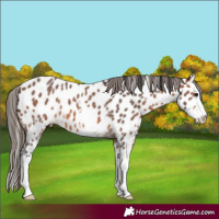 Horse Color:Bay Sabino Splash Near Leopard 