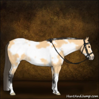 Horse Color:White Spotted Buckskin Frame 