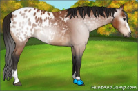 Horse Color:Gray Bay Sabino Blanket