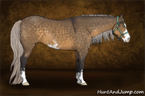 Horse Color:Silver Buckskin Dun Sabino 