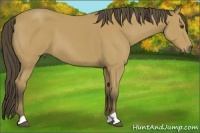 Horse Color:Buckskin 
