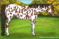 Horse Color:Bay Tobiano Appaloosa