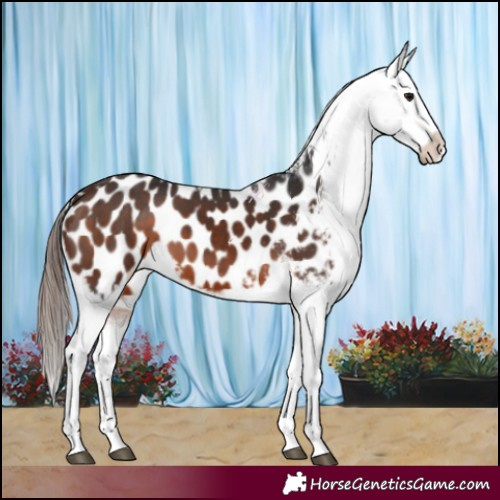 Horse Color:Brown Appaloosa 