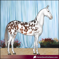 Horse Color:Brown Appaloosa 