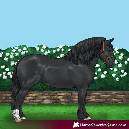 Horse Color:Black 
