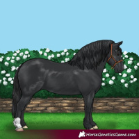 Horse Color:Black 