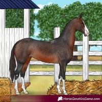 Horse Color:Brown Appaloosa
