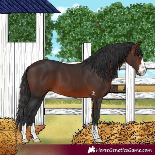 Horse Color:Brown 