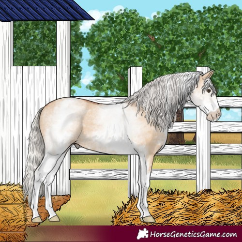 Horse Color:White Spotted Silver Bay Dun