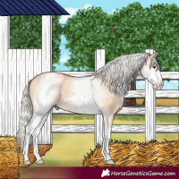 Horse Color:White Spotted Silver Bay Dun