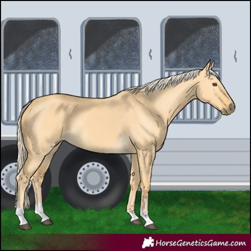 Horse Color:Palomino Dun Tobiano