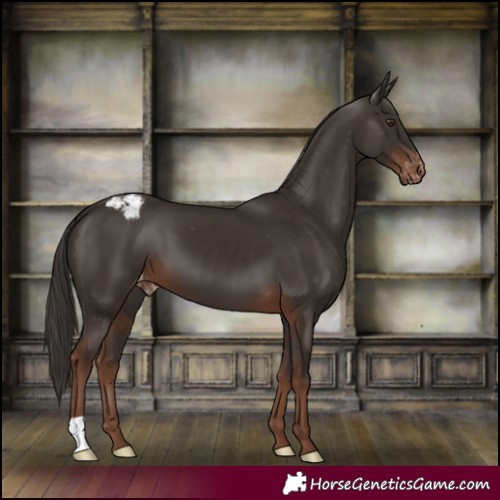 Horse Color:Liver Chestnut Appaloosa 