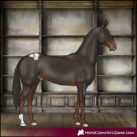 Horse Color:Liver Chestnut Appaloosa 