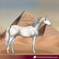Horse Color:White Spotted Palomino Splash 