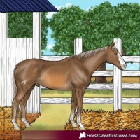 Horse Color:Chocolate Palomino 