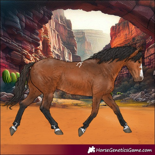 Horse Color:Bay Rabicano 