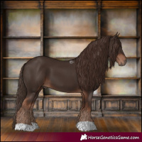 Horse Color:Liver Chestnut 