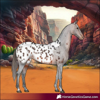 Horse Color:Brown Appaloosa 
