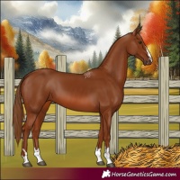 Horse Color:Chestnut 