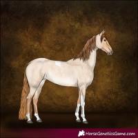 Horse Color:Red Dun Roan Tobiano 